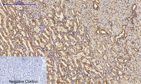 a03372 1 canx primary antibodies ihc testing 9
