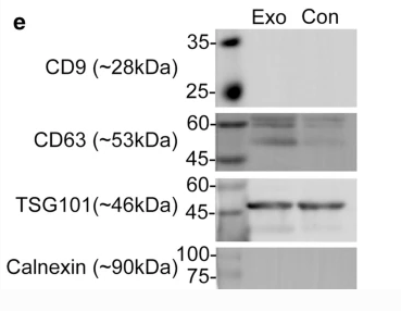 Western blot analysis of lysates from 1) HCT116, 2) HEK293, 3) MCF-7, 4) A549 cells, (Green） primary antibody was diluted at 1:1000, 4°over night, secondary antibody was diluted at 1:10000, 37° 1hour