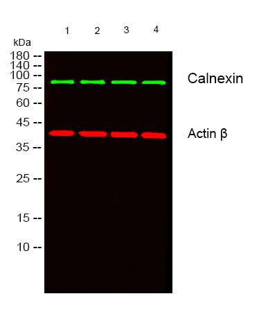 Western blot analysis of lysates from HT-29, NIH/3T3, and HepG2 cells, primary antibody was diluted at 1:1000, 4° over night, secondary antibody was diluted at 1:10000, 37° 1hour