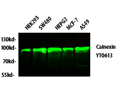 Western Blot analysis of 293 cells using Calnexin Polyclonal Antibody diluted at 1:2000
