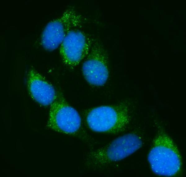 a03372 2 canx primary antibodies if testing 6