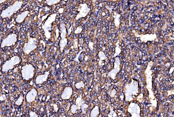a03372 2 canx primary antibodies ihc testing 3