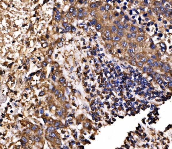 a03372 2 canx primary antibodies ihc testing 4