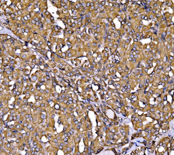 a03372 2 canx primary antibodies ihc testing 5