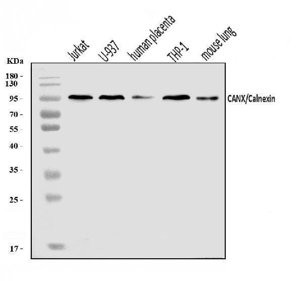  Western blot analysis of Calnexin/CANX using anti-Calnexin/CANX antibody (A03372-2)