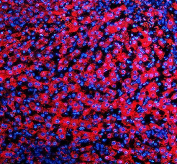 a03373 2 sigirr primary antibodies if testing 1