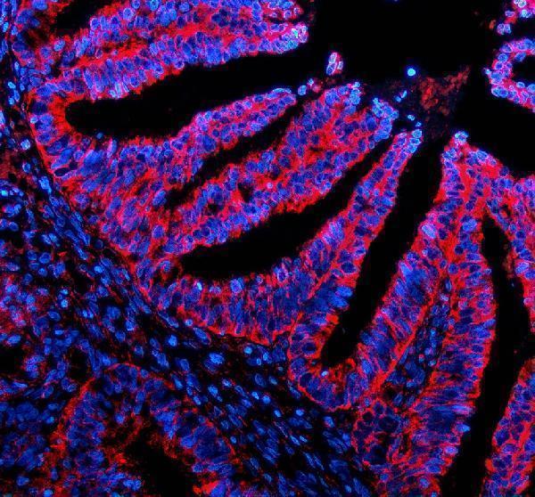 a03373 2 sigirr primary antibodies if testing 2