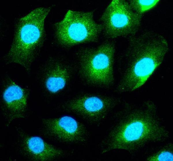 a03373 2 sigirr primary antibodies if testing 3