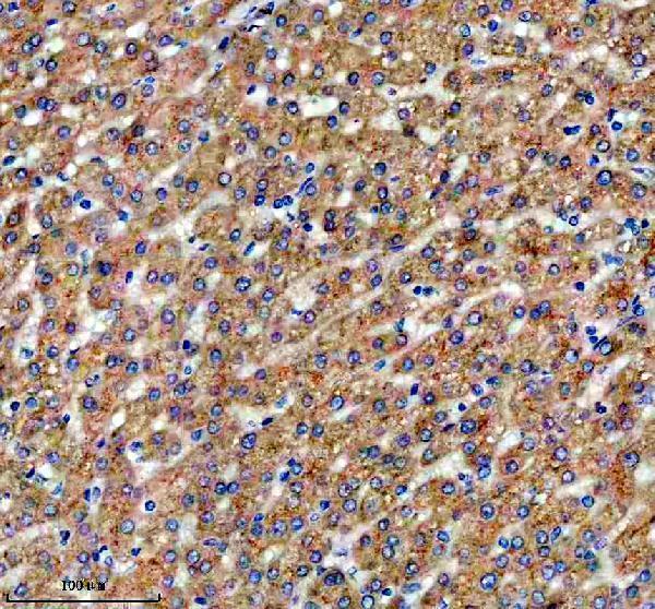 a03373 2 sigirr primary antibodies ihc testing 3