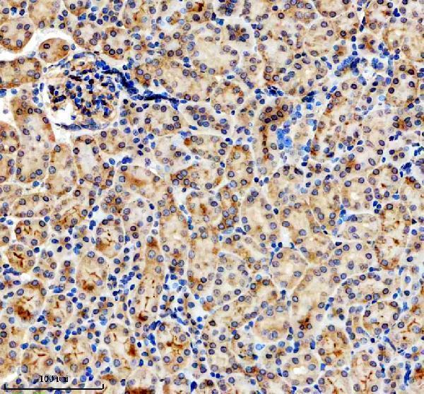 a03373 2 sigirr primary antibodies ihc testing 4