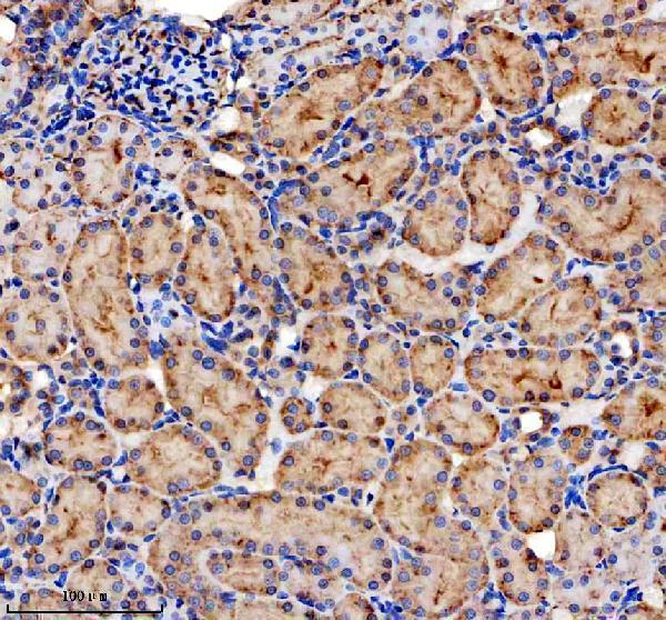 a03373 2 sigirr primary antibodies ihc testing 5