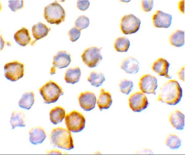 Immunocytochemistry of SIGIRR in A549 cells with SIGIRR antibody at 10 μg/mL