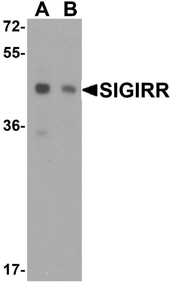 Western blot analysis of SIGIRR expression in (A) A549 and (B) MCF7 cell lysate with SIGIRR antibody at 1 μg/ml