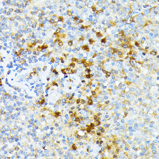 a03376 spta1 primary antiboties ihc testing 2