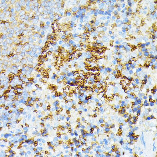 a03376 spta1 primary antiboties ihc testing 3