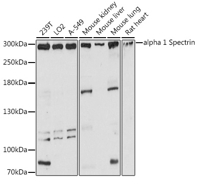 a03376 spta1 primary antiboties wb testing 1