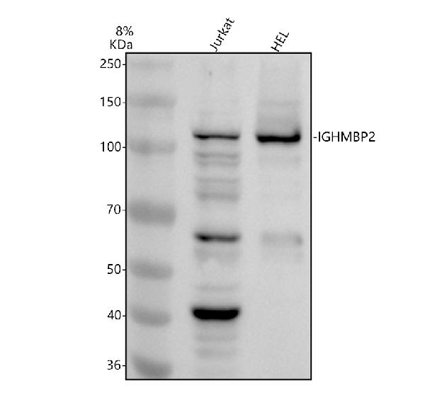 a03377 1 ighmbp2 primary antibodies wb testing 1