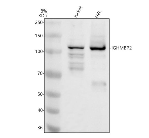 a03377 1 ighmbp2 primary antibodies wb testing 1_1