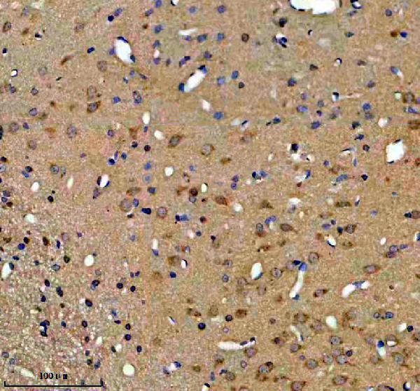 a03378 1 epb41l3 primary antibodies ihc testing 2