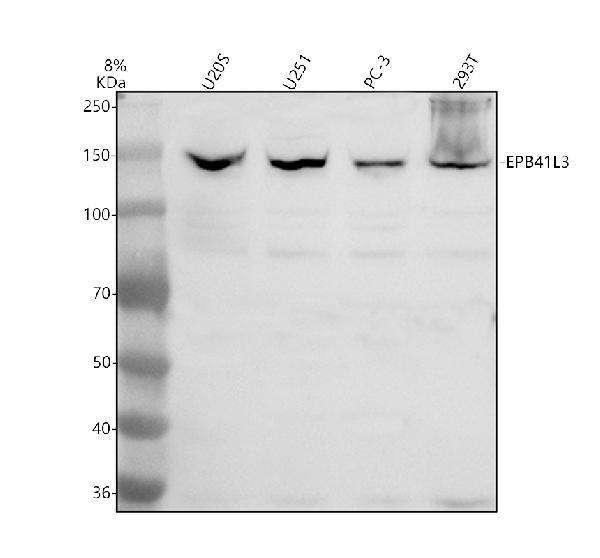 a03378 1 epb41l3 primary antibodies wb testing 1