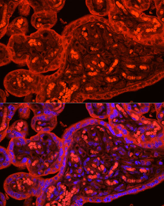 Immunofluorescence analysis of human placenta cells using ATG9B Rabbit pAb  at dilution of 1:50 