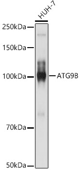 Western blot analysis of extracts of HUH-7 cells, using ATG9B  antibody  at 1:1000 dilution