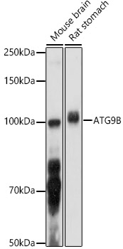 Western blot analysis of extracts of various cell lines, using ATG9B  antibody  at 1:1000 dilution