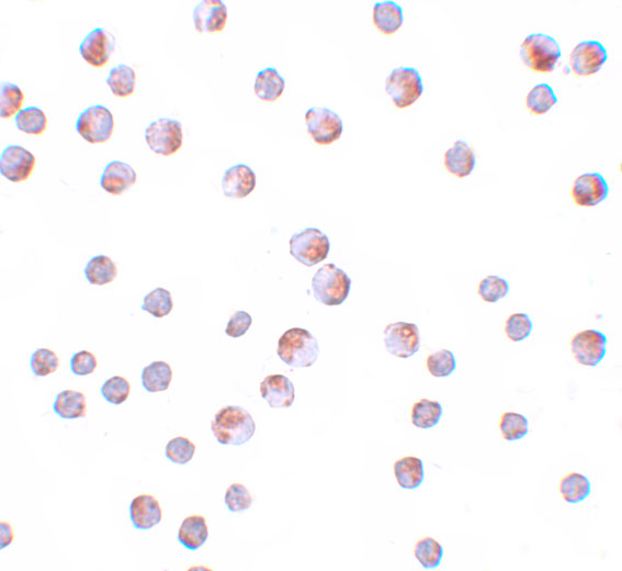 a03381 atg9b primary antibodies icc testing 2