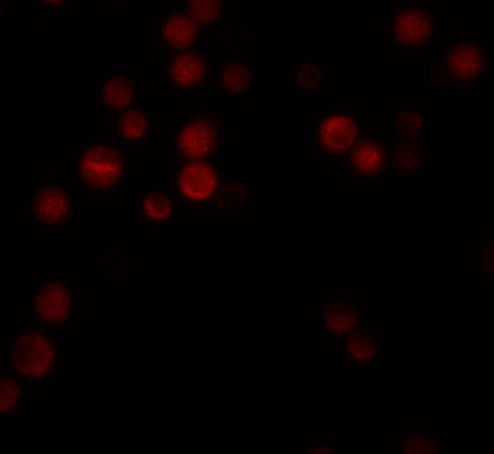 a03381 atg9b primary antibodies if testing 3