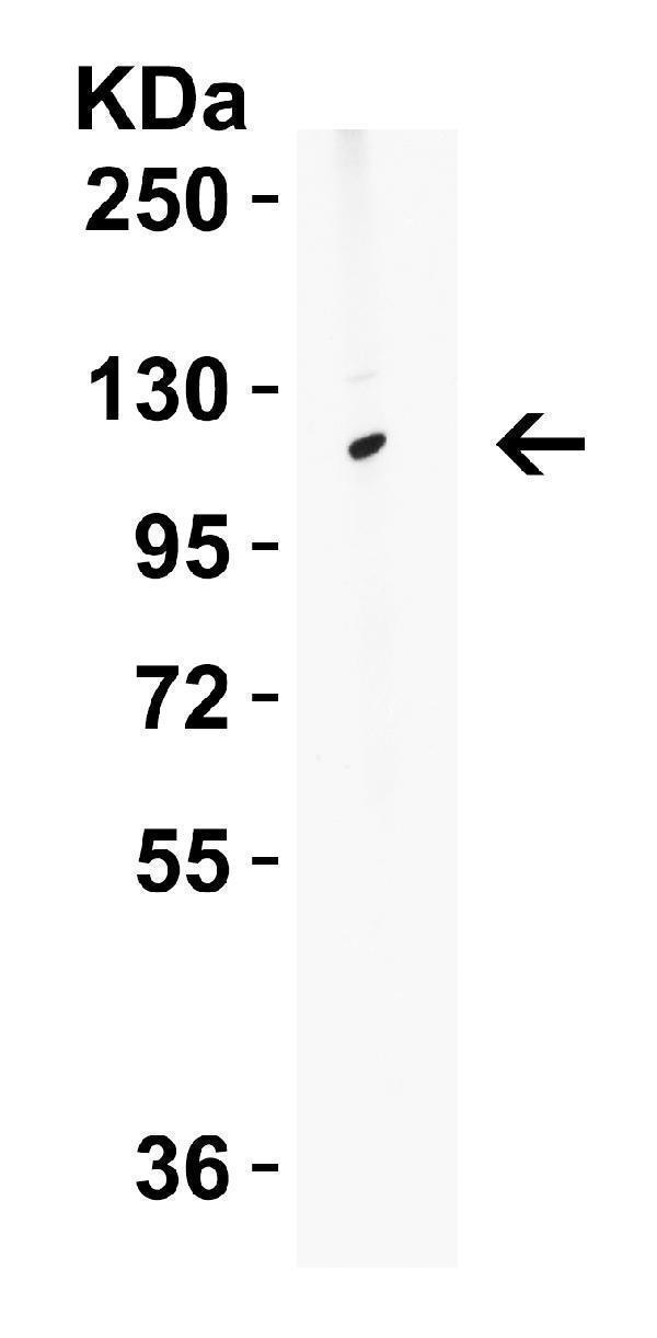a03381 atg9b primary antibodies wb testing 1
