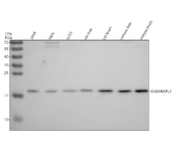 a03382 1 gabarapl1 primary antibodies wb testing 1