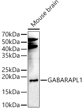 a03382 gabarapl1 primary antiboties wb testing 1