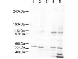 a03383 smarcal1 primary antibodies wb testing 1