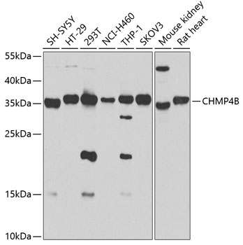 Western blot analysis of extracts of various cell lines, using CHMP4B antibody  at 1:1000 dilution