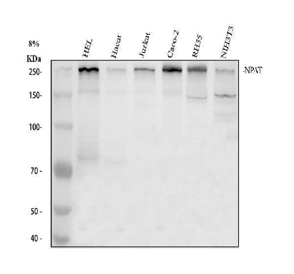 a03387 1 npat primary antibodies wb testing 1