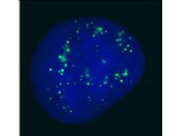 Boster's anti-hPC2 antibody was used for immunofluorescent imaging of human cells (U2OS)
