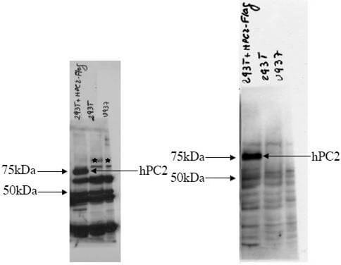 Analysis shows the detection of human PC2 in probed lysates using Boster