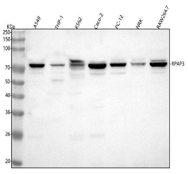  Western blot analysis of RPAP3 using anti-RPAP3 antibody (A03391-1)