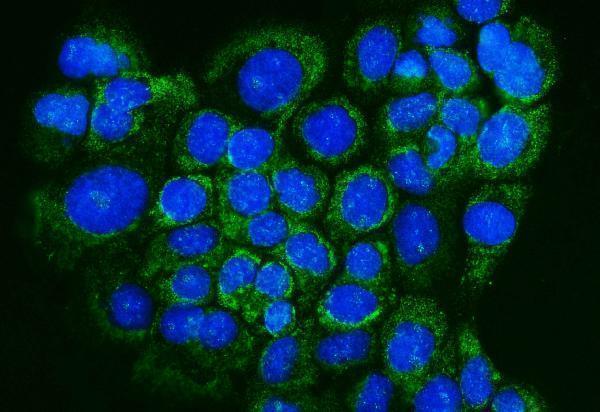  IF analysis of Glutaredoxin 1/GLRX using anti-Glutaredoxin 1/GLRX antibody (A03392-1)
