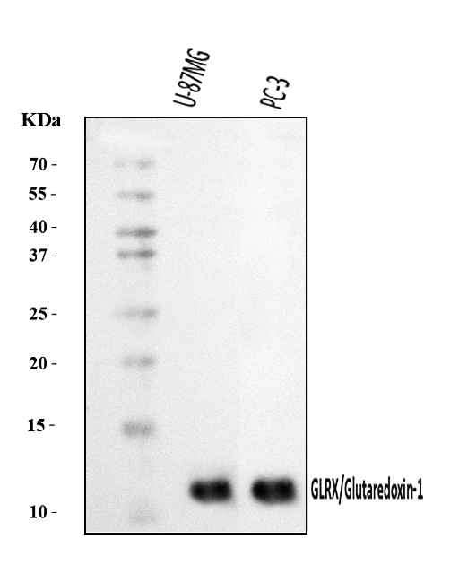  Western blot analysis of Glutaredoxin 1/GLRX using anti-Glutaredoxin 1/GLRX antibody (A03392-1)