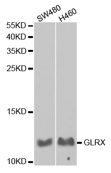 a03392 glrx primary antiboties wb testing 1