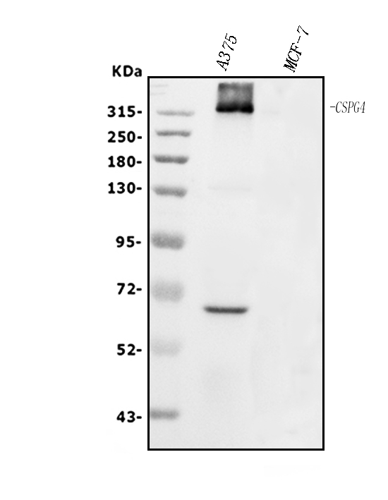  Western blot analysis of NG2/CSPG4 using anti-NG2/CSPG4 antibody (A03394-3)
