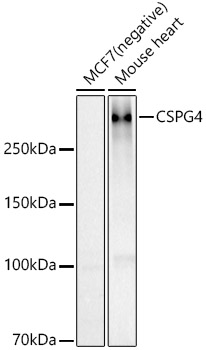 Western blot analysis of CSPG4 antibody