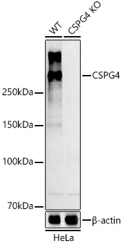 Western blot analysis of extracts from normal (control) and CSPG4 knockout (KO) HeLa cells, using CSPG4 antibody