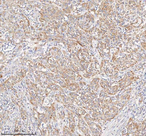 a03395 1 pcca primary antibodies ihc testing 6