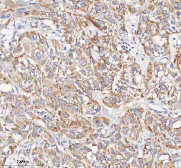 a03395 1 pcca primary antibodies ihc testing 7