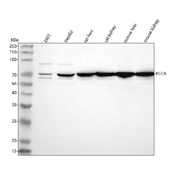  Western blot analysis of PCCA using anti-PCCA antibody (A03395-1)
