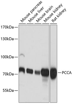 Western blot analysis of extracts of various cell lines, using PCCA antibody  at 1:3000 dilution