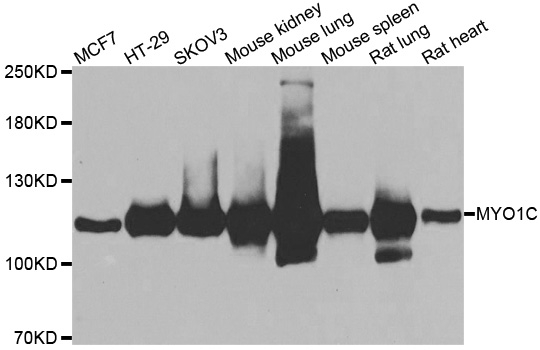 Western blot analysis of extracts of various cell lines, using MYO1C antibody