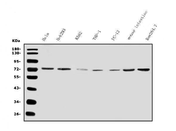 a03401 3 il2rb primary antibodies wb testing 1
